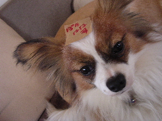 c0065643_14412986.jpg