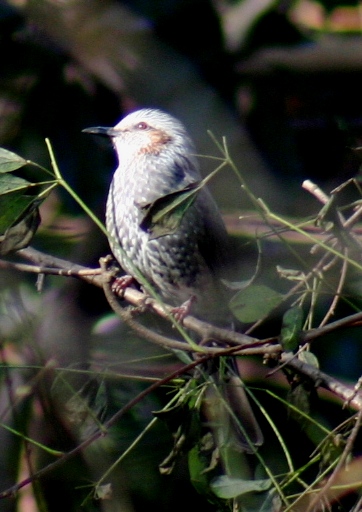 f0061869_9491674.jpg