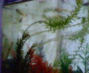 d0048332_7393495.jpg