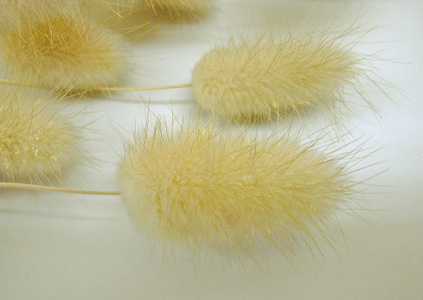 a0001354_17113055.jpg