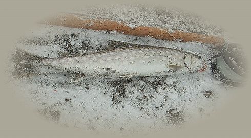 a0046210_21153220.jpg