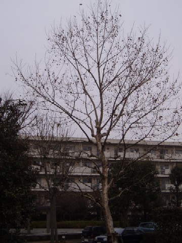b0061261_17555741.jpg