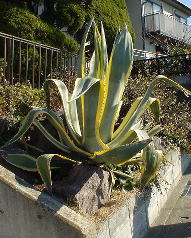 c0008598_1637107.jpg