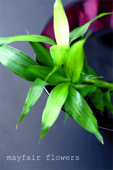 d0000304_1251284.gif