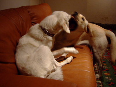 f0001698_0321589.jpg