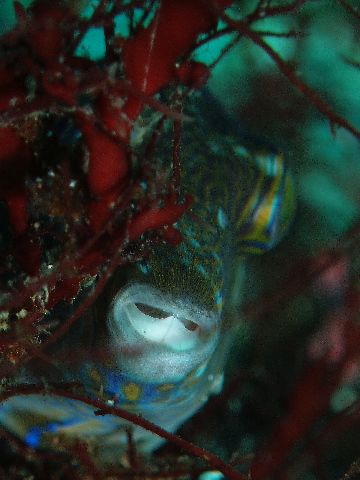 d0021952_23415444.jpg