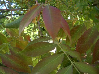 e0005462_1552528.jpg