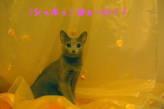 c0006748_501328.jpg