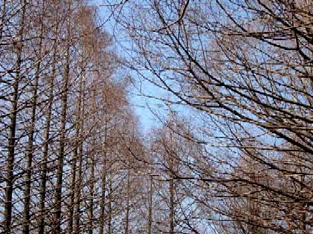 c0000093_1144118.jpg