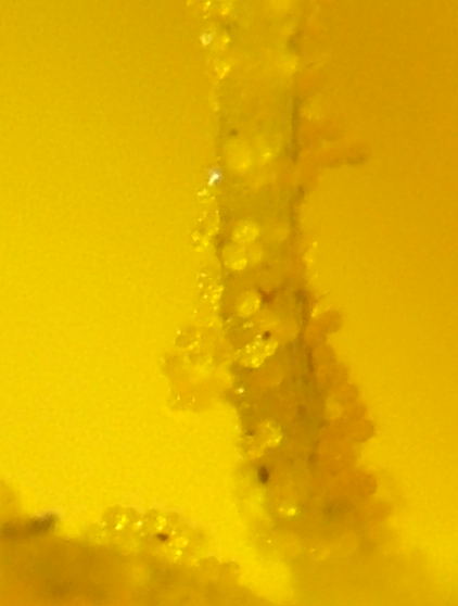 f0030527_2153596.jpg