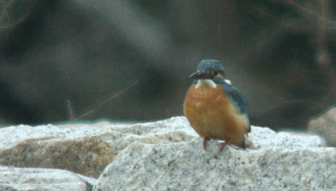 c0047906_923293.jpg