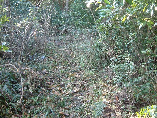 e0067523_2052722.jpg