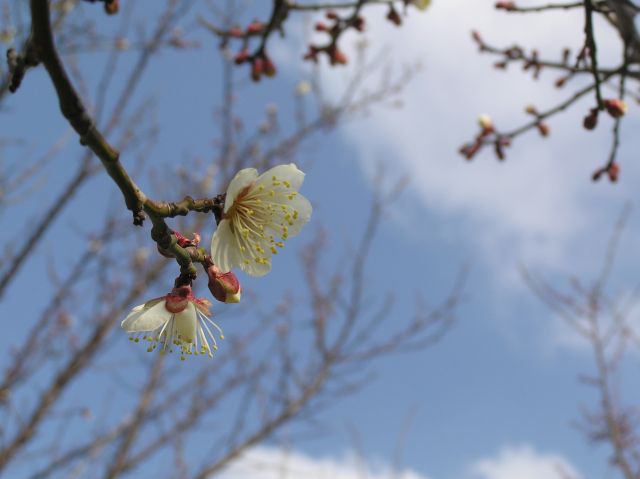 c0042869_14115986.jpg