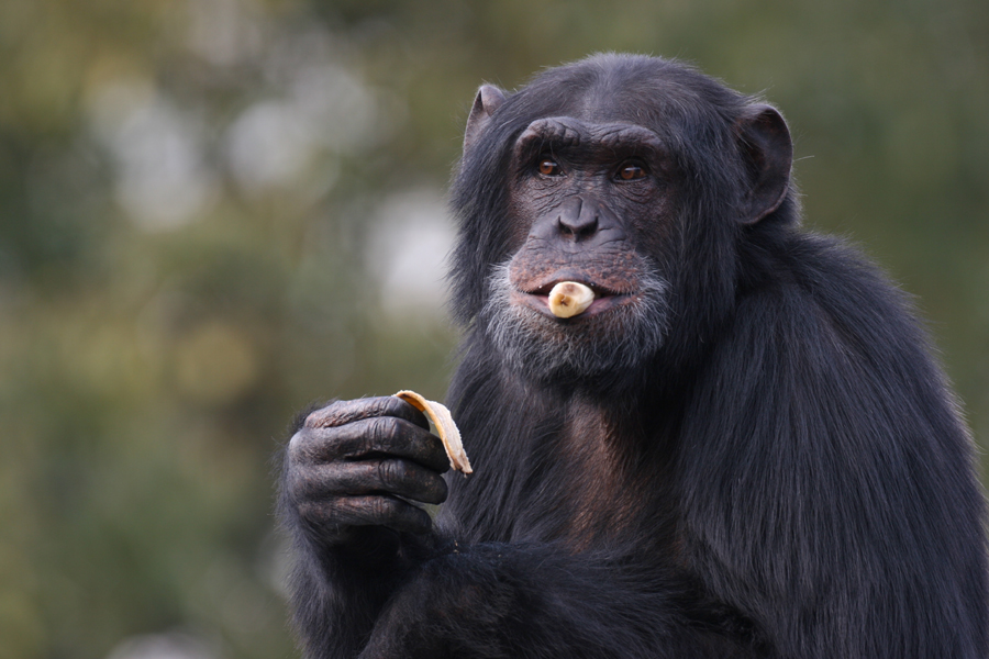 果物を食べるチンパンジー