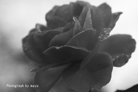 d0036630_20252685.jpg