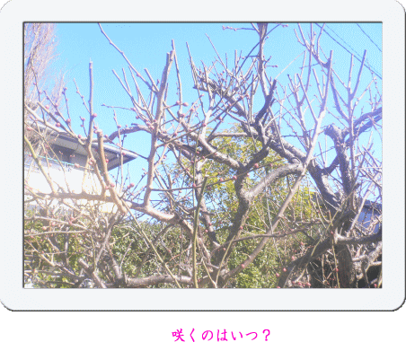 e0088531_10554336.gif