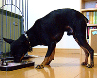 c0012571_13432880.gif