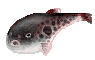 f0004581_16204868.gif