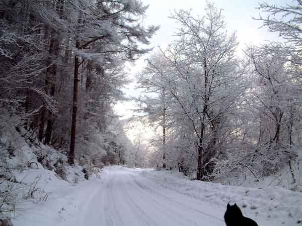 e0001110_5575668.jpg