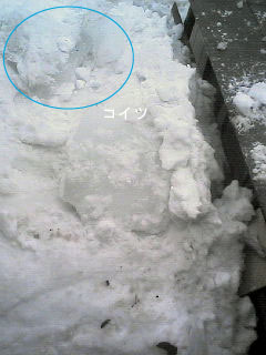 d0068023_1829466.jpg