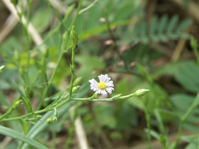 b0039226_812271.jpg