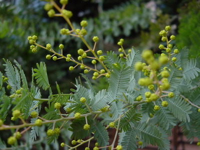 d0038533_1973441.jpg