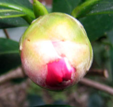 b0057679_8454781.jpg