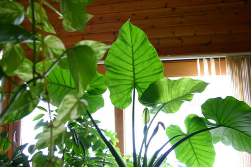 e0054299_1432711.jpg