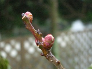 b0061107_1965013.jpg