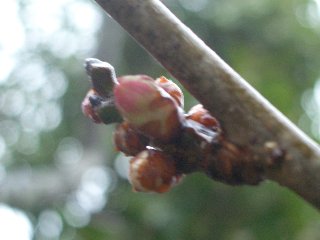 b0061107_197116.jpg