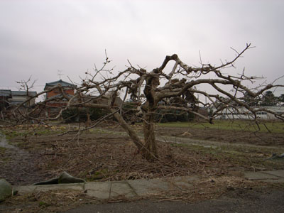 e0082981_1325612.jpg