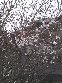 e0062785_16143189.jpg