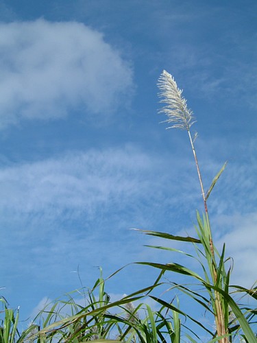 a0018608_2331112.jpg