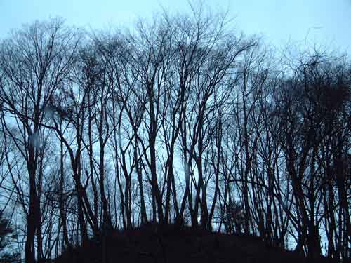 e0001110_633980.jpg
