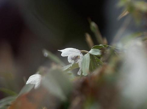 b0039226_081555.jpg