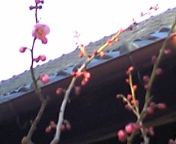 f0035127_20521666.jpg