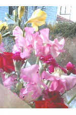 c0011446_1623596.jpg