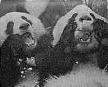 c0004193_1323182.jpg