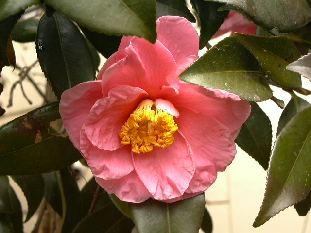 c0073633_224864.jpg
