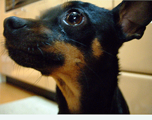 c0012571_16254415.gif