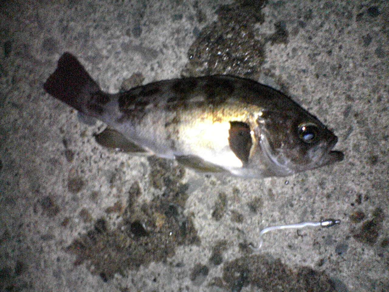 f0035404_22313544.jpg