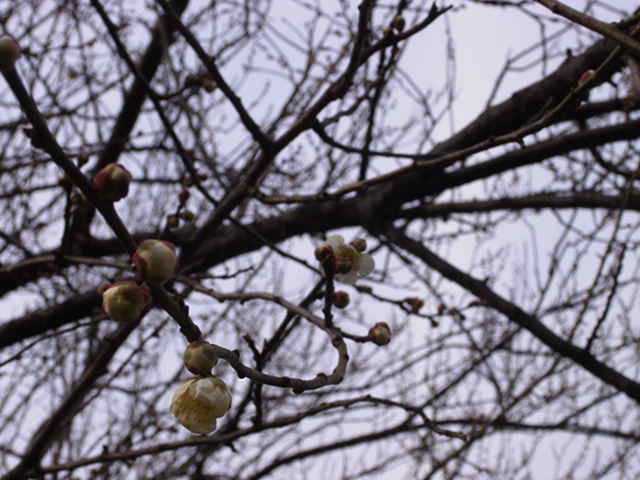 c0035931_1727927.jpg