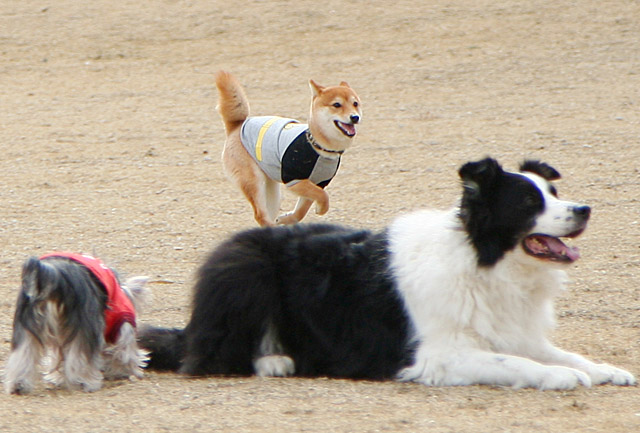 c0072370_16201315.jpg
