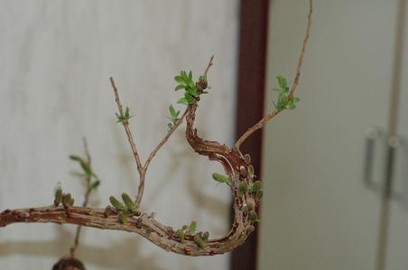 d0053710_1617623.jpg