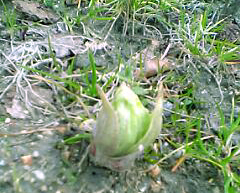 c0069552_845054.jpg