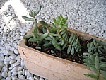 e0091804_19411822.jpg