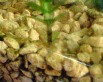 d0048332_955419.jpg