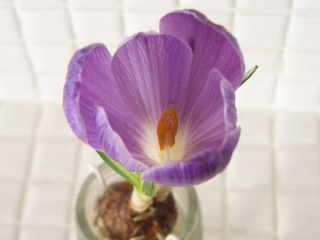f0001543_1711446.jpg