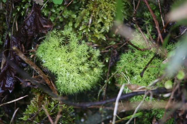 e0024081_21491339.jpg
