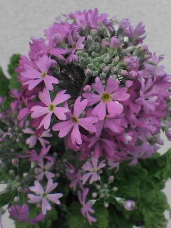 c0056903_1756855.jpg